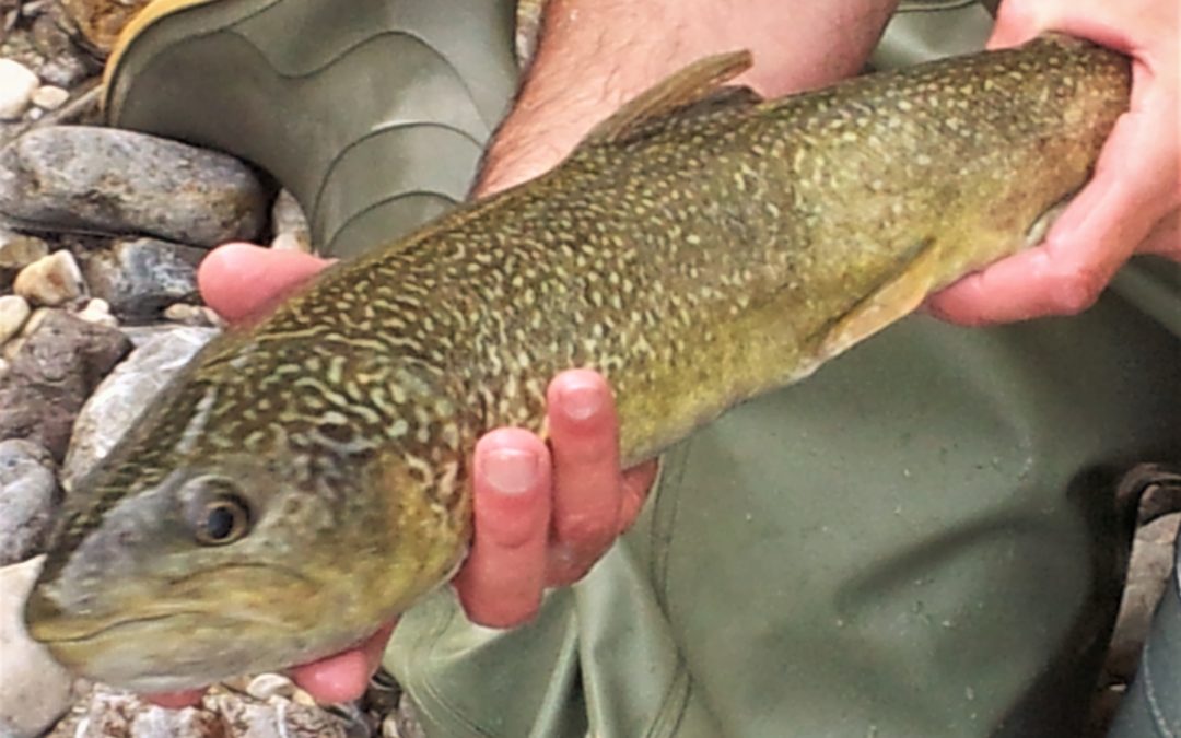 Ribe v lokalni kulinariki